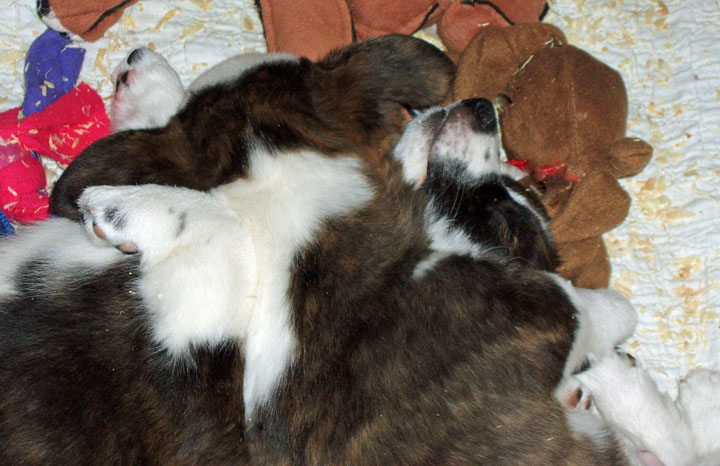 Mini Puppy Pile 11-17-09