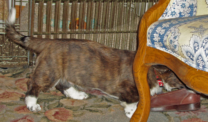 Hide it Under the Chair 12-21-09