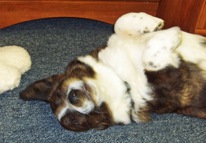 Happy upside down puppy 2-24-2010