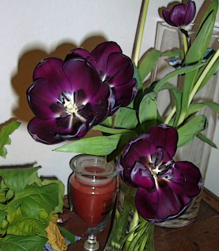 Easter Tulips 4-8-2010