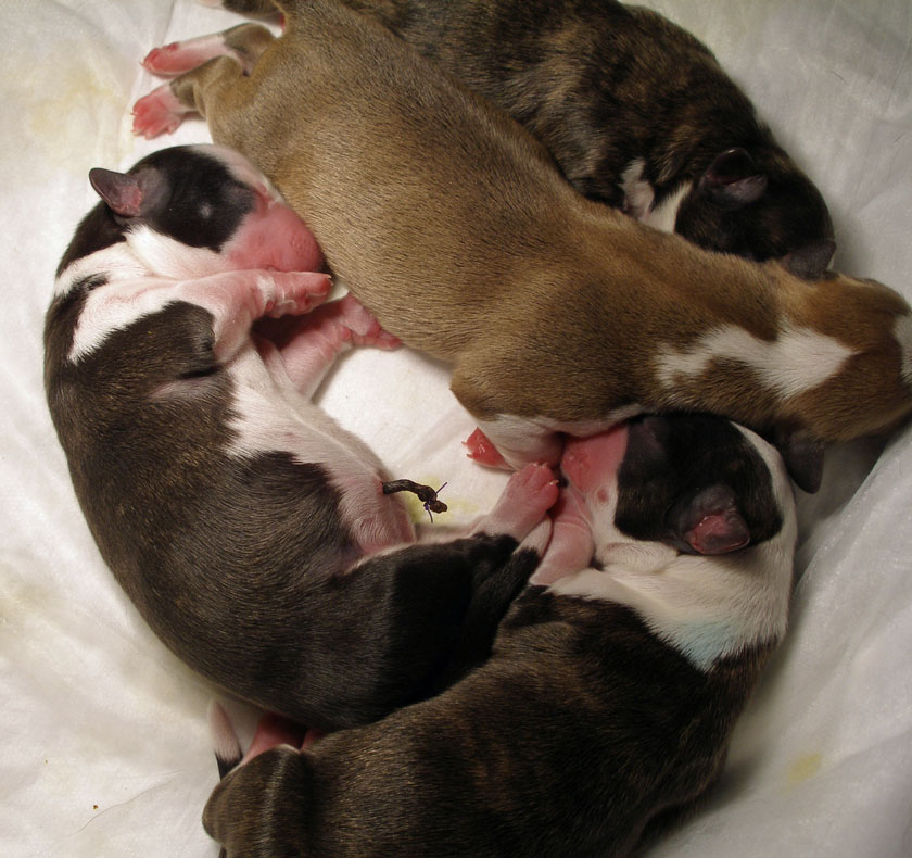 puppy pile 4-13-2010