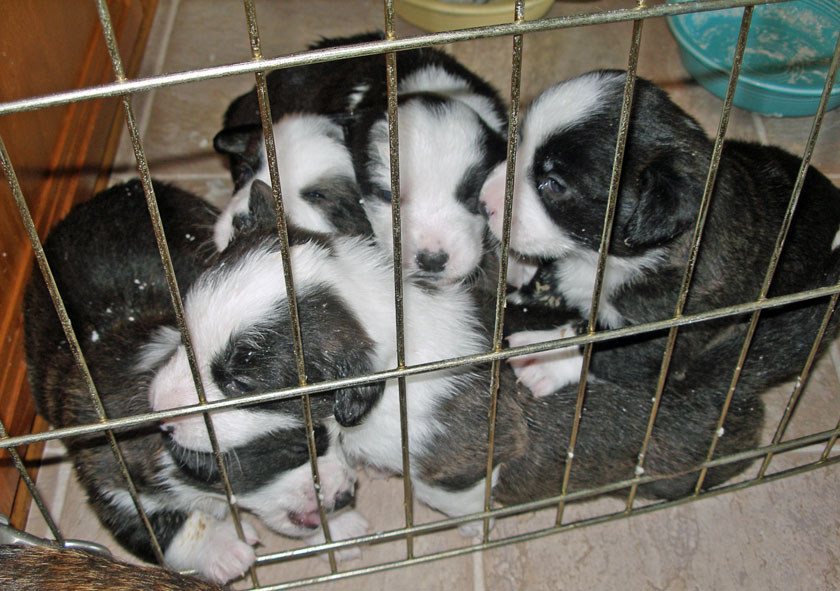 Puppy Pile 5-6-2010